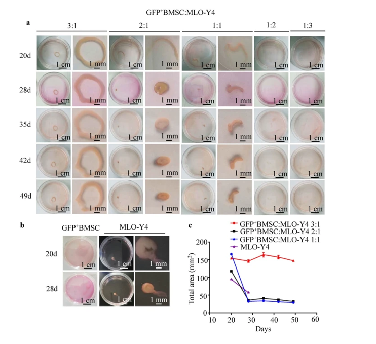 بهبود بازسازی استخوان آلوئولار با استفاده از هم‌کشتی سلولهای استرومال مغز استخوان به همراه استئوسیتها به صورت اسفروئید
